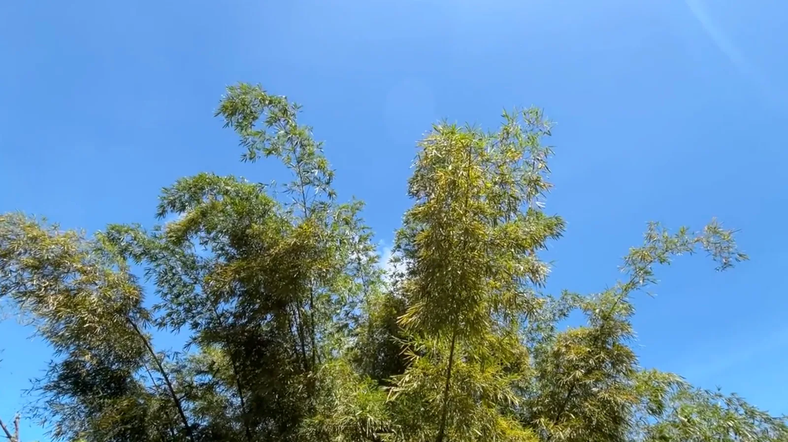 Bambous contre un ciel bleu.